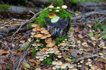 Grünblättriger Schwefelkopf (HYPHOLOMA FASCICULARE) und Stockschwämmchen (KUEHNEROMYCES...