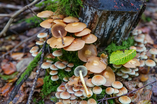 Gr&uuml;nbl&auml;ttriger Schwefelkopf (HYPHOLOMA FASCICULARE) und Stockschw&auml;mmchen (KUEHNEROMYCES MUTABILIS) an einem Baumstumpf 
