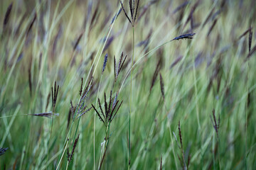 A grassy herbaceous plant Bothriochloa ischaemum in autumn, during the ripening period of the grain on the inflorescence. Background.