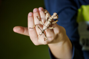 A child is holding a scarecrow beetle on his hand. 