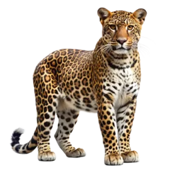 Selbstklebende Fototapeten Leopard on white background © Laymanzoom