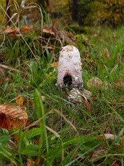 Dung mushroom growing in autumn in the grass.
