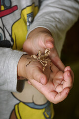 A child is holding a scarecrow beetle on his hand.
