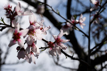 Almendros en Flor