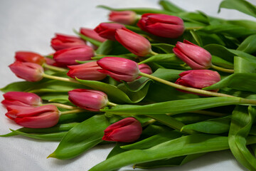 Bouquet of pink tulips