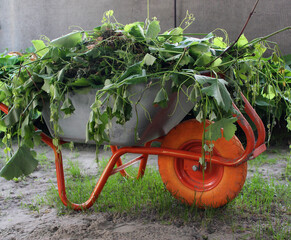 Garden wheelbarrow with torn shoots of young grapes detailed stock photo. Garden care and farming...