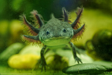 Detail of axolotl head in natural colors.
