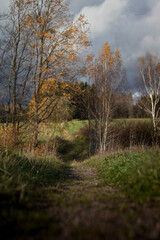 A grassy autumn close up of a path leading to the october forest line.