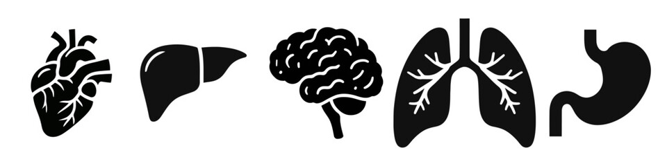human anatomy, monochrome icons set. internal organs, body parts, simple symbols collection