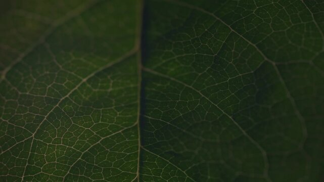 Illuminating leaf pattern macro 