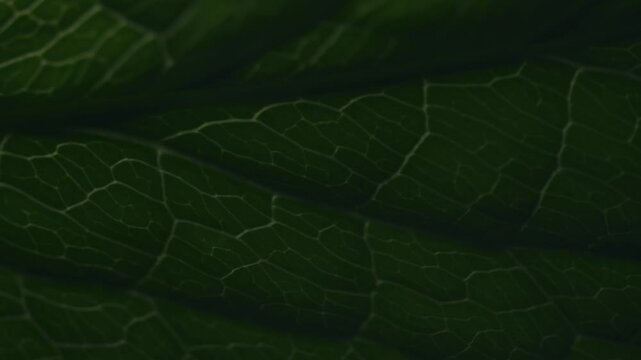 Illuminating leaf pattern macro 