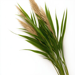 Fototapeta premium Bulrush Isolated