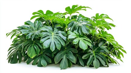 Indoor plant isolated on white background