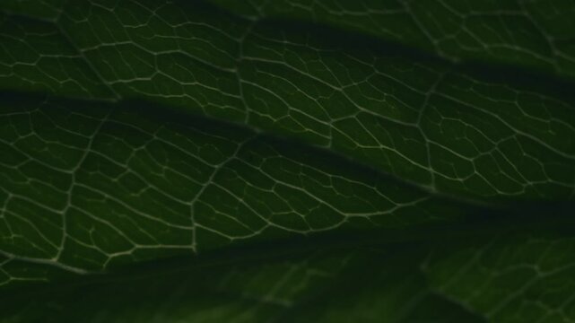 Illuminating leaf pattern macro 