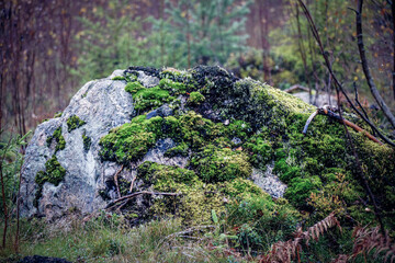 A beautiful rock covered in green moss in a dense forest