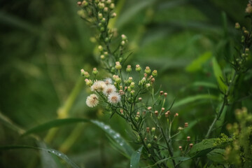 Delicate wildflowers in a lush green setting, evoking tranquility, nature, and environmental harmony