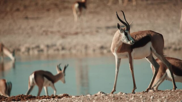 Head of grazing and browsing herd or group of springbok, impala, or springbuck antelope shading under a acacia tree in Etosha National Park, Namibia, Africa
