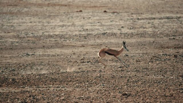Head of grazing and browsing herd or group of springbok, impala, or springbuck antelope shading under a acacia tree in Etosha National Park, Namibia, Africa