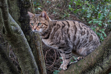 Pictures of domestic Bengal Cats