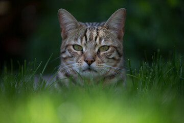 Pictures of domestic Bengal Cats