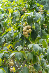Bitter chestnut is yellow. Tree and fruit. Green leaf. Aesculus parviflora Koehnei