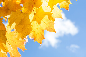 Autumn leaves as background. Selective focus. Fall concept.