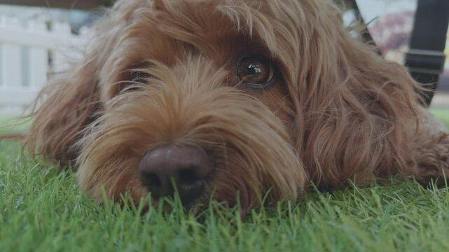 Adorable Cavapoo dog outdoors 