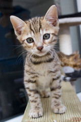 Pictures of domestic Bengal Cats