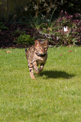 Pictures of domestic Bengal Cats