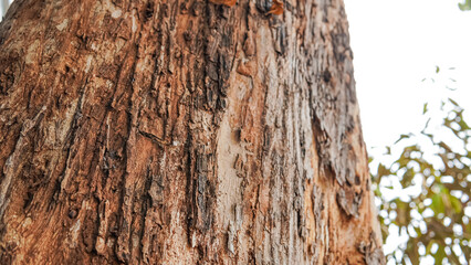 Tree trunk, green leaves, sunlight through canopy. Suitable for nature blogs, environmental websites, or wellness publications.


