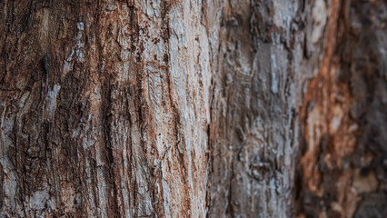Tree trunk, green leaves, sunlight through canopy. Suitable for nature blogs, environmental websites, or wellness publications.


