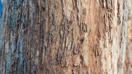 Tree trunk, green leaves, sunlight through canopy. Suitable for nature blogs, environmental websites, or wellness publications.



