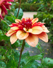 Fototapety na wymiar - Fototapeta24.pl