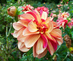 Fototapety na wymiar - Fototapeta24.pl