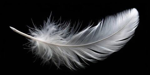 Obraz premium Fluffy white feather floating on black background macro shot
