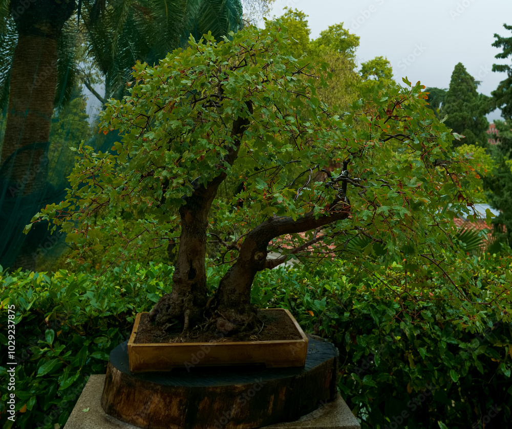 Poster sapling, tree, bonsai, leaves, trunk, nature, wet, after rain, b