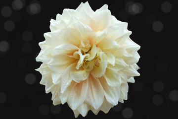 flower, chrysanthemum, cut off, drops, wet, background, black, p