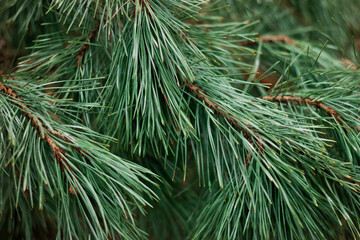 Green needle pine background. Nature wallpaper, pine cone on a green branch