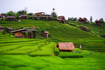 Beautiful images of green rice fields and Ban Pa Bong Piang village in the morning in Chiang Mai province.