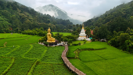 Aerial view of farmer village, paddy field of sticky rice among wooden bridge to white pagoda and golden buddha, Northern of Thailand