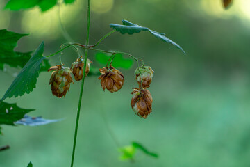 hop cones growing wild in the forest in autumn colors © Adam