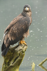 Juvenile Bald Eagle Perched on Stump