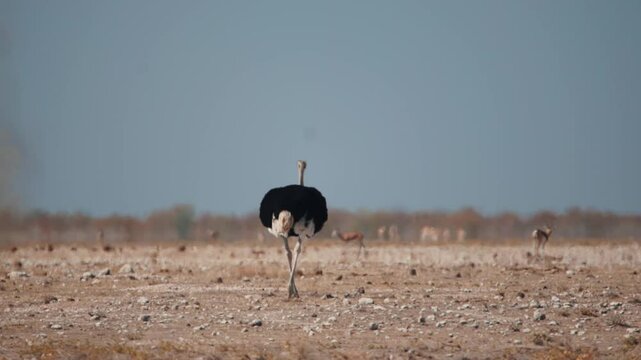 Male ostrich in his magnificent plumage walks left to right trough grassland. Brightly colored beak and shins are clearly visible.Namibia 