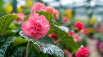 Obraz premium Close-Up of a Delicate Pink Flower with Green Leaves in a Greenhouse Setting