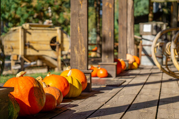 pumpkin farm, pumpkin festival, pumpkin day, fresh vegetables presentation. pumpkins standing on a wooden floor near the house as a natural autumn decoration © Adam
