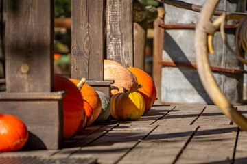 pumpkin farm, pumpkin festival, pumpkin day, fresh vegetables presentation. pumpkins standing on a wooden floor near the house as a natural autumn decoration © Adam