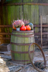 pumpkin farm, pumpkin festival, pumpkin day, fresh vegetables presentation. pumpkins standing on a wooden old barrel as a natural autumn outdoor decoration of the house. Pumpkins and heather, heather  © Adam