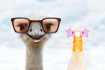 Portrait of an funny ostrich and a duck in sunglasses against the sky