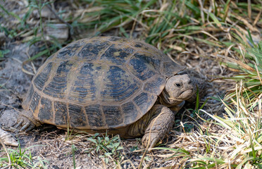 The Central Asian turtle walks on the ground overgrown with grass and looks up carefully. She looks angry.