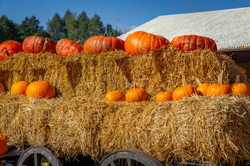 pumpkin farm, pumpkin festival, pumpkin day, fresh vegetables presentation. thanksgiving day. natural autumn decorations. pumpkins standing on dry bales of hay on a horse-drawn cart © Adam